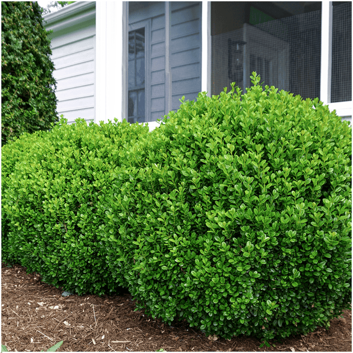 Buxus NewGen Freedom (kompakter Buchsbaum) – 15 cm – Palmbuchsbaum