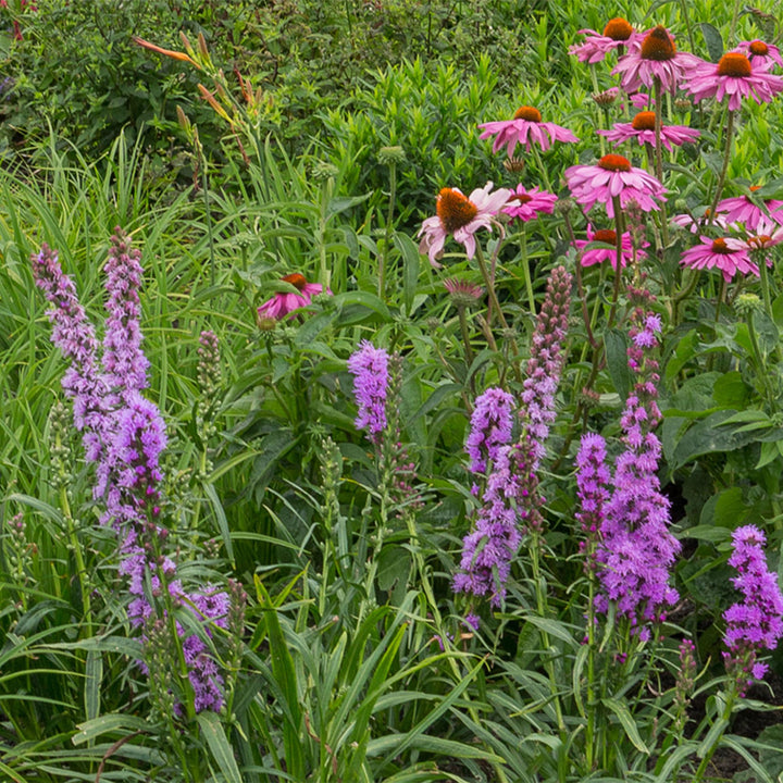 Staudenpaket - Bienen- und Schmetterlingsanziehend