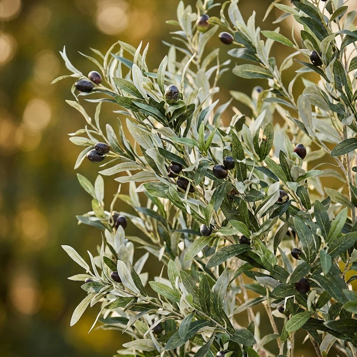 Kunstpflanze - Olea europaea - Olivenbaum - 180 cm