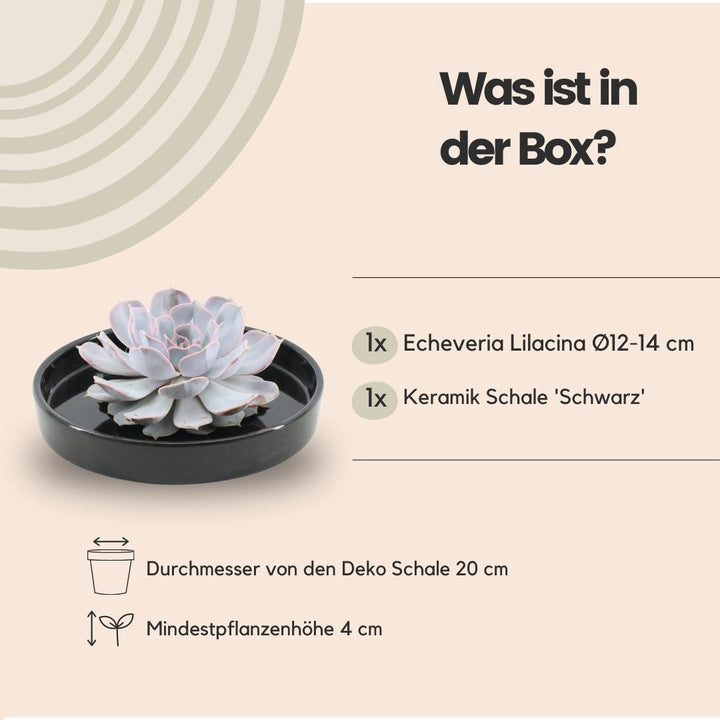 Sukkulente Echeveria Lilacina in Schale „schwarz“ Ø20 cm - 5 cm