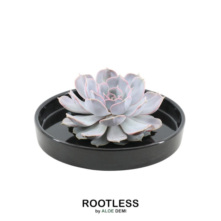 Sukkulente Echeveria Lilacina in Schale „schwarz“ Ø20 cm - 5 cm