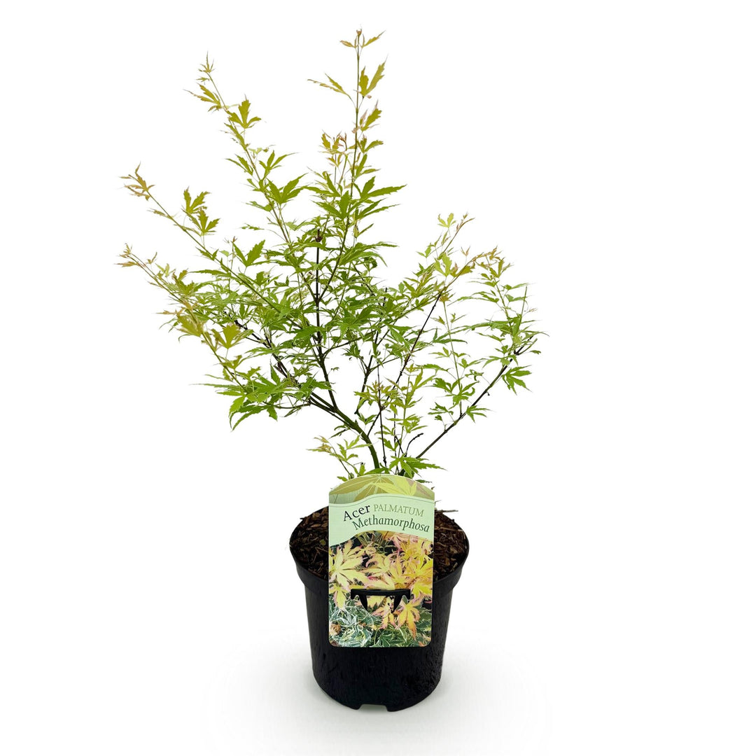 Japanischer Ahorn Metamorphosa - Grün - 70cm - Acer Palmatum Outdoor