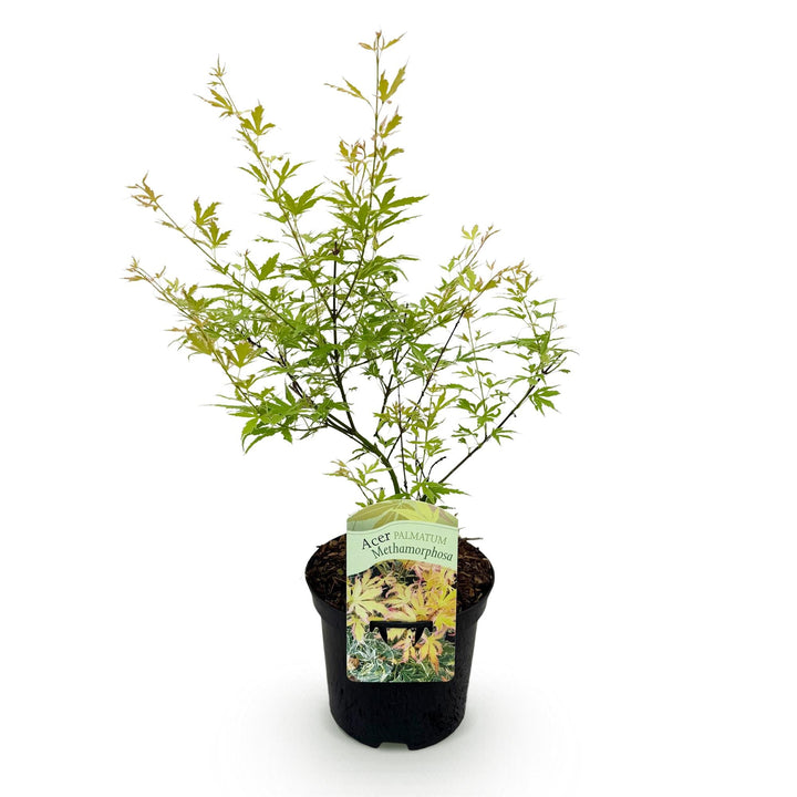 Japanischer Ahorn Metamorphosa - Grün - 70cm - Acer Palmatum Outdoor