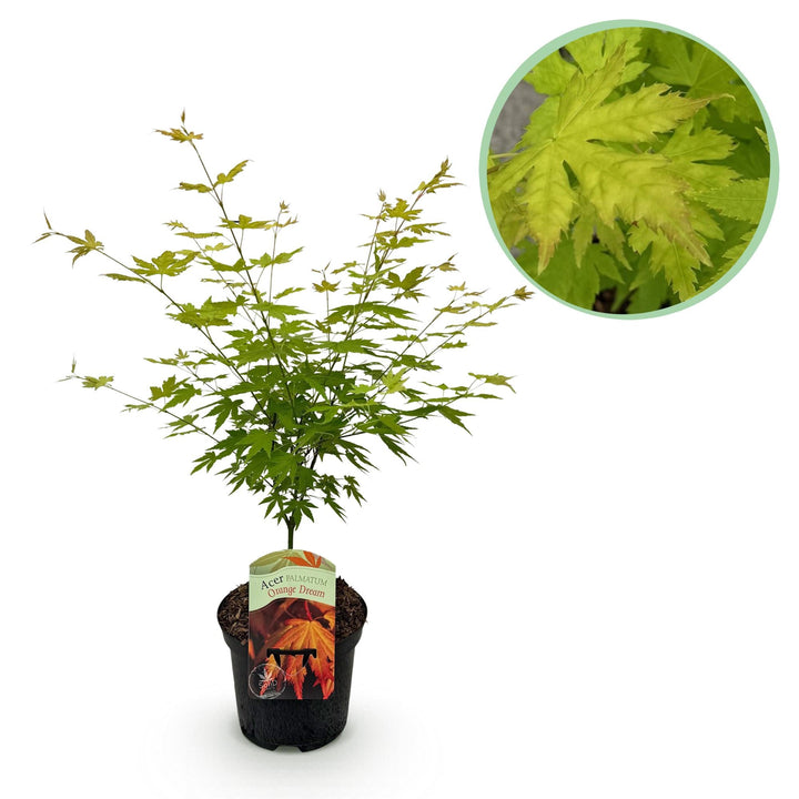 Japanischer Fächerahorn Orange Dream - Orange - 70cm - Acer Palmatum Outdoor