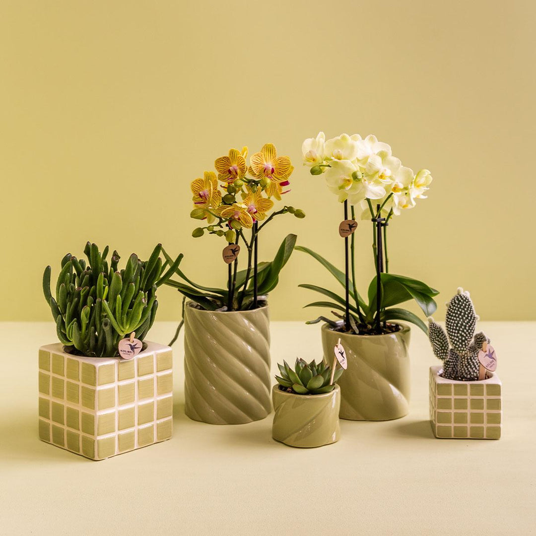Candy Ziertopf - Grün - Ø9cm - Blumentopf