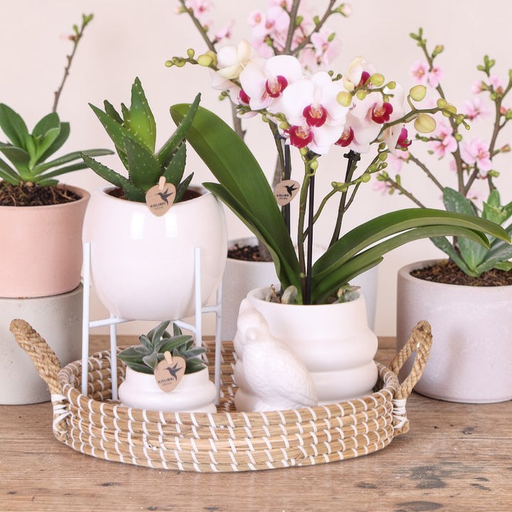 Luxus-Set | Gibraltar Orchidee - Phalaenopsis Orchidee