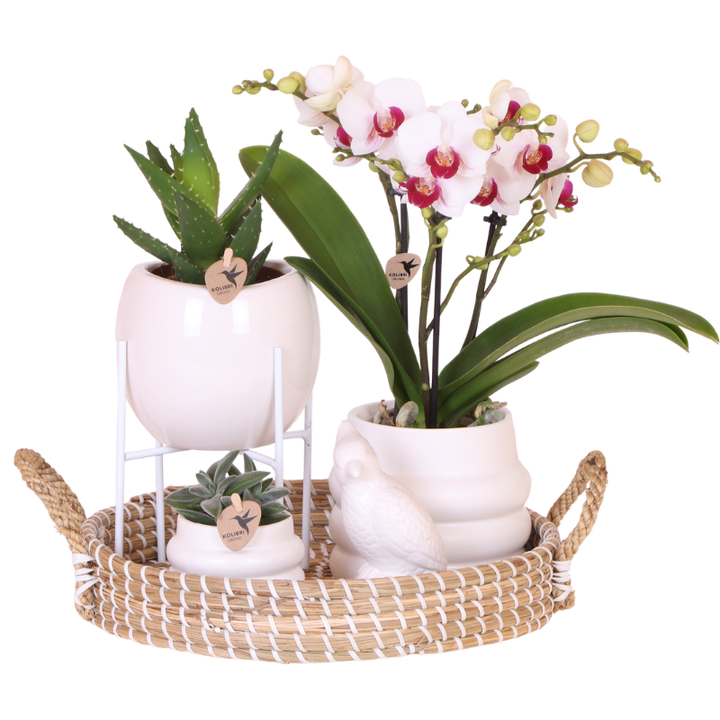 Luxus-Set | Gibraltar Orchidee - Phalaenopsis Orchidee