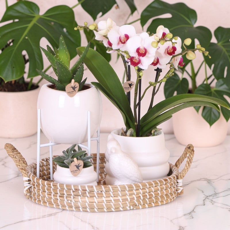 Luxus-Set | Gibraltar Orchidee - Phalaenopsis Orchidee