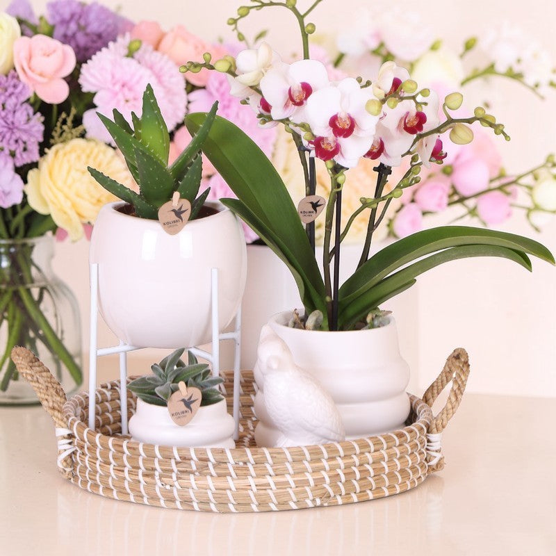 Luxus-Set | Gibraltar Orchidee - Phalaenopsis Orchidee