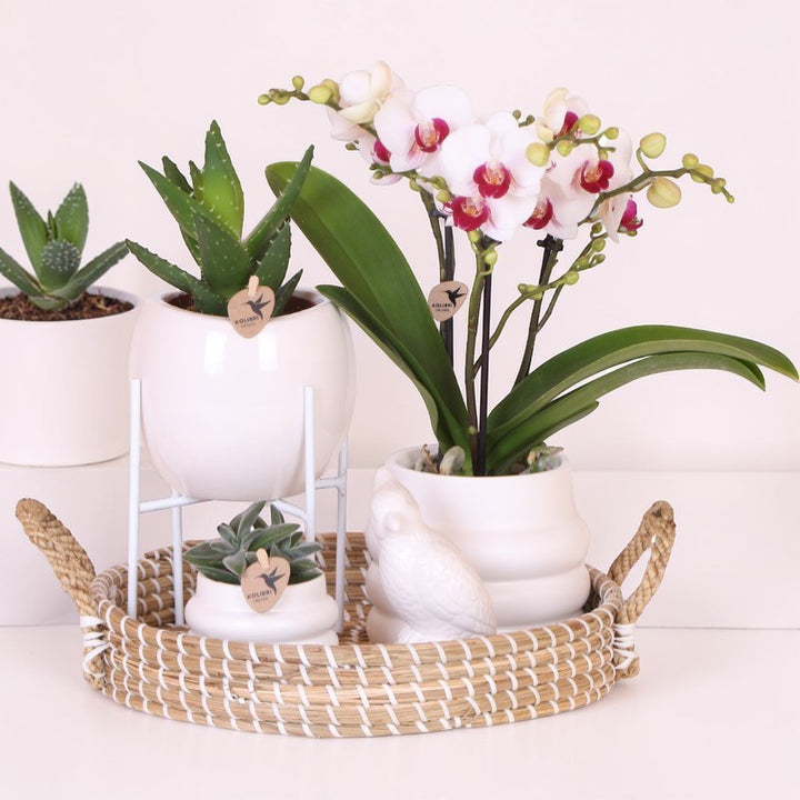 Luxus-Set | Gibraltar Orchidee - Phalaenopsis Orchidee