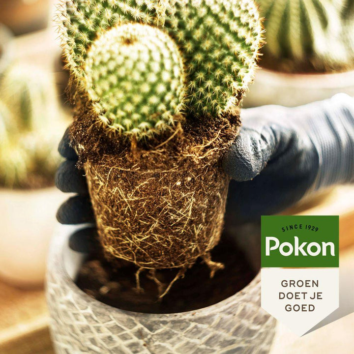 Pokon Kakteen- & Sukkulentenerde - Blumenerde - 5L - Kakteen-Mix