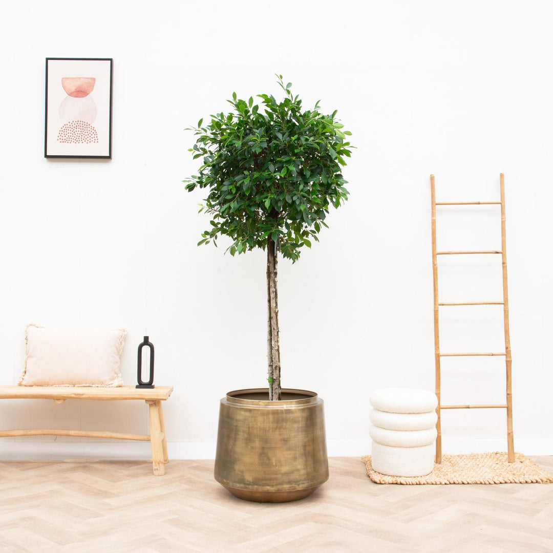 Dekorativer Blumentopf Indigo Vintage Gold – Ø46 x H41cm | Zimmerpflanze