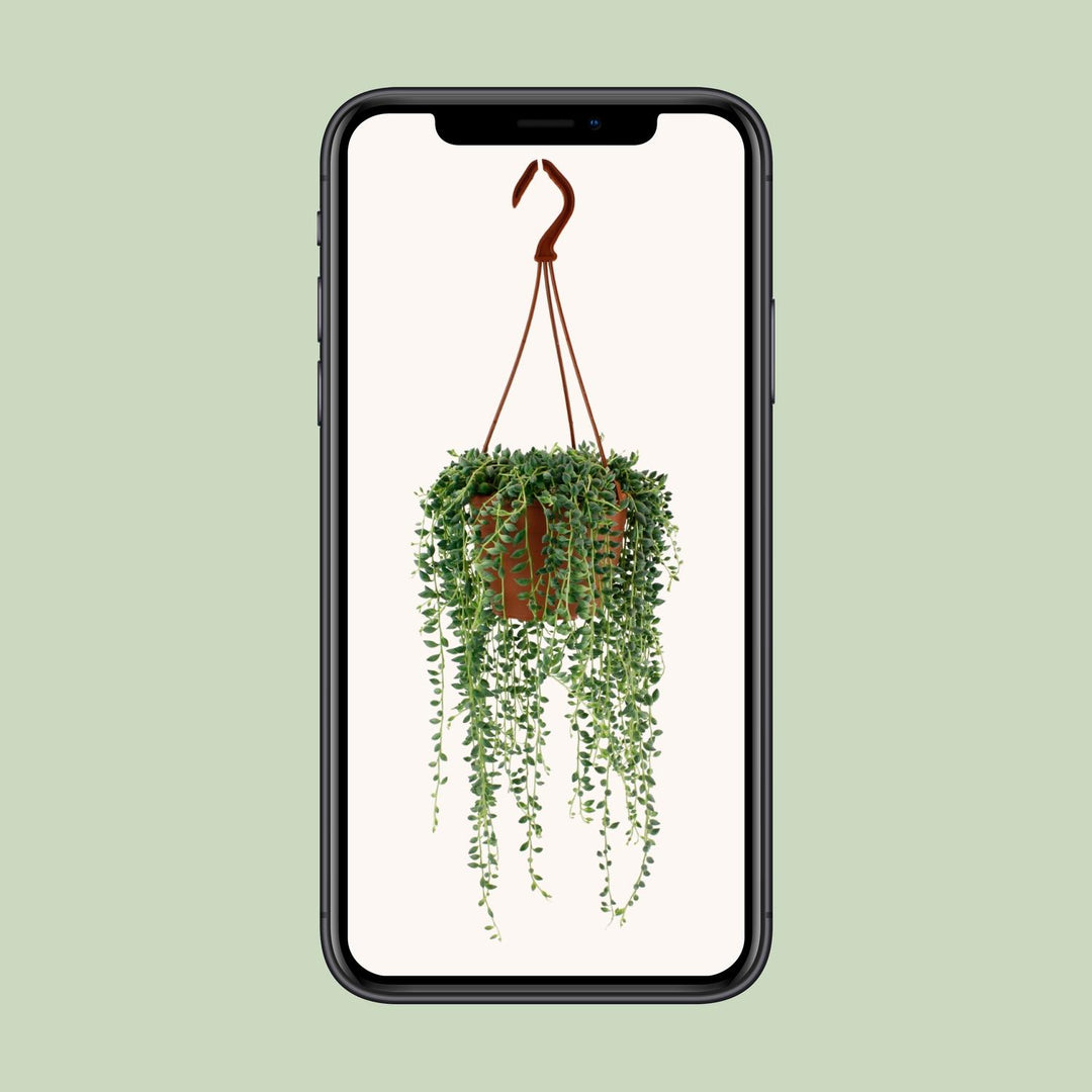 Senecio Herreianus - Ø12cm - 20cm - Sukkulente Hängepflanze
