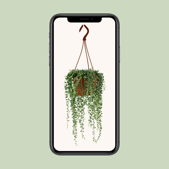 Senecio Herreianus - Ø12cm - 20cm - Sukkulente Hängepflanze