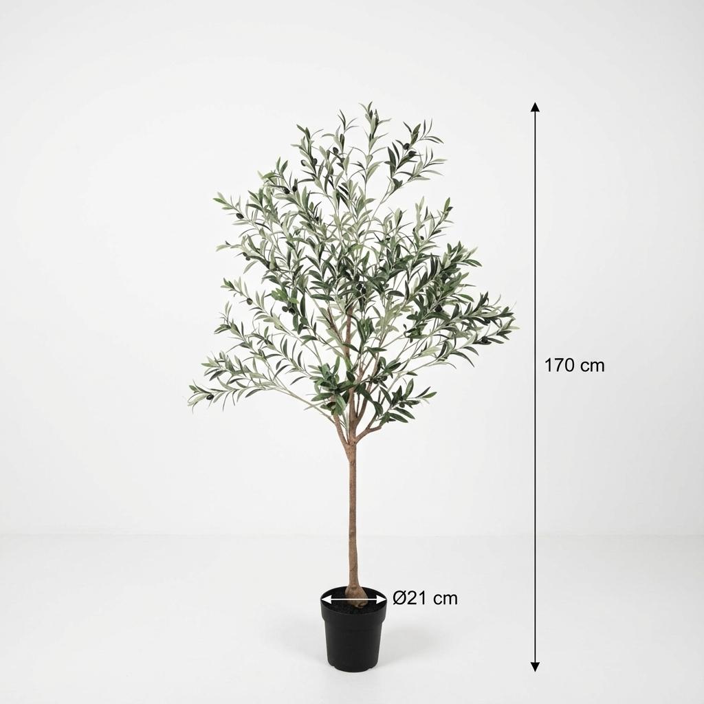 Olivenbaum - 170cm - Outdoor & Indoor