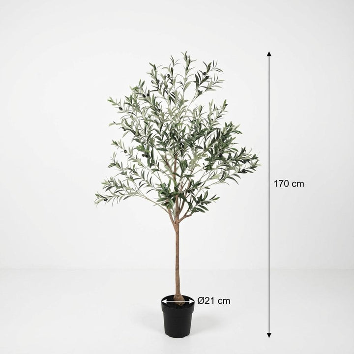 Olivenbaum - 170cm - Outdoor & Indoor