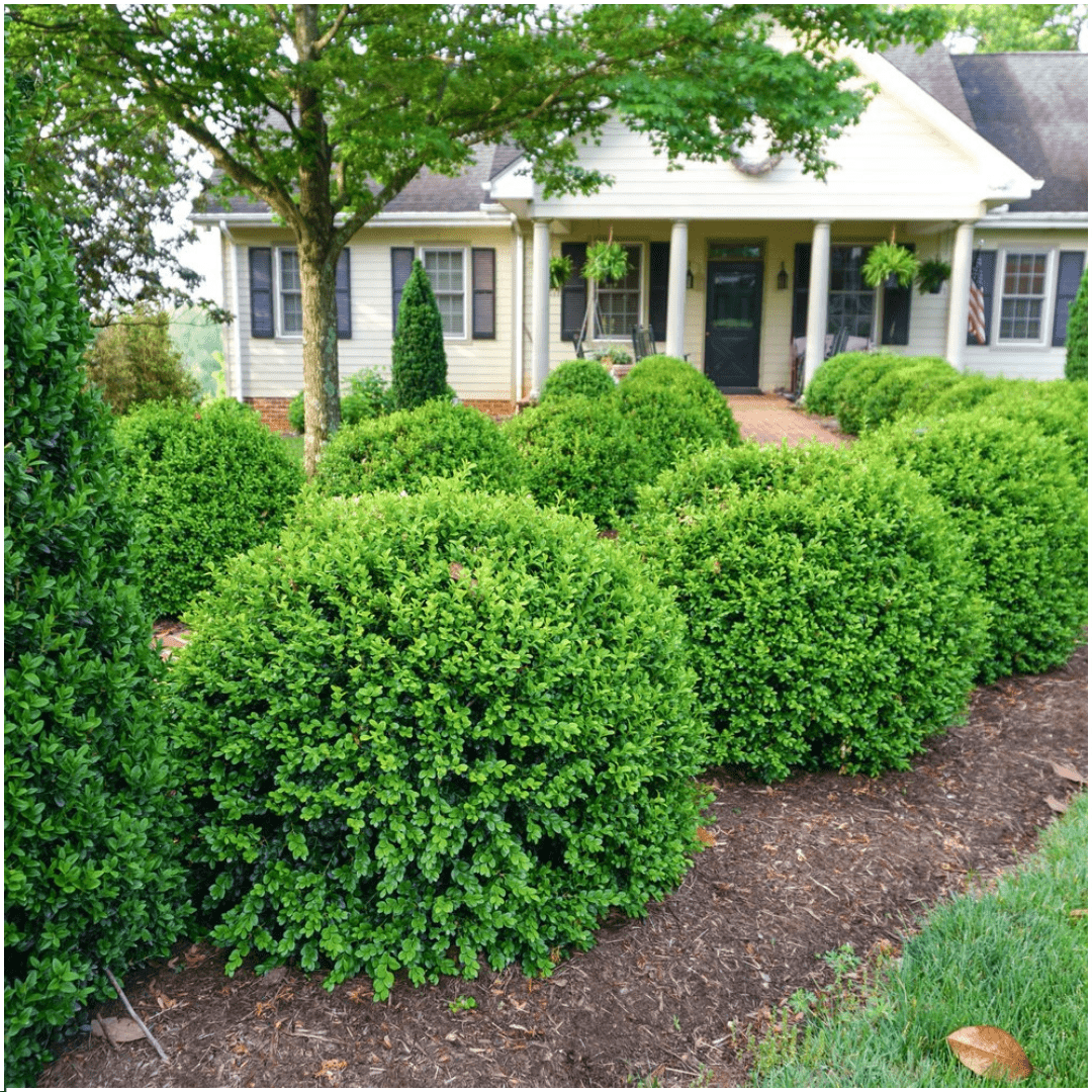 Buxus NewGen Freedom (kompakter Buchsbaum) – 15 cm – Palmbuchsbaum