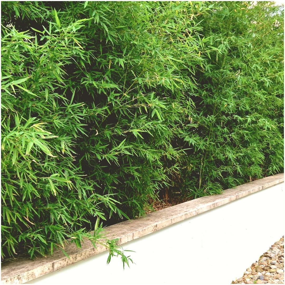 6x Fargesia Rufa - 25cm - Bambus - Gartenbambus Winterhart