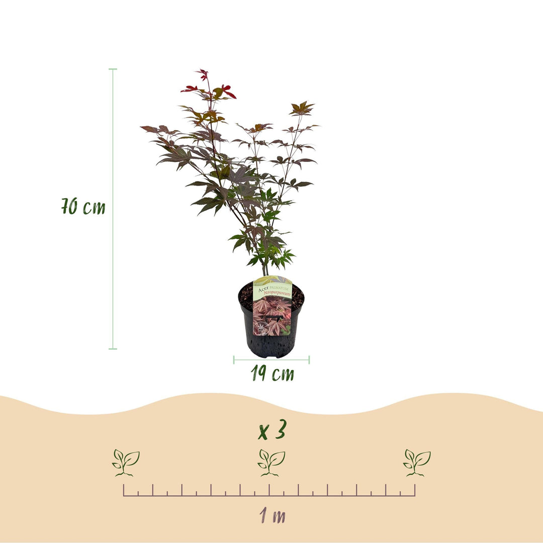 Japanischer Fächerahorn Atropurpureum - Lila - 70cm - Acer Palmatum Outdoor