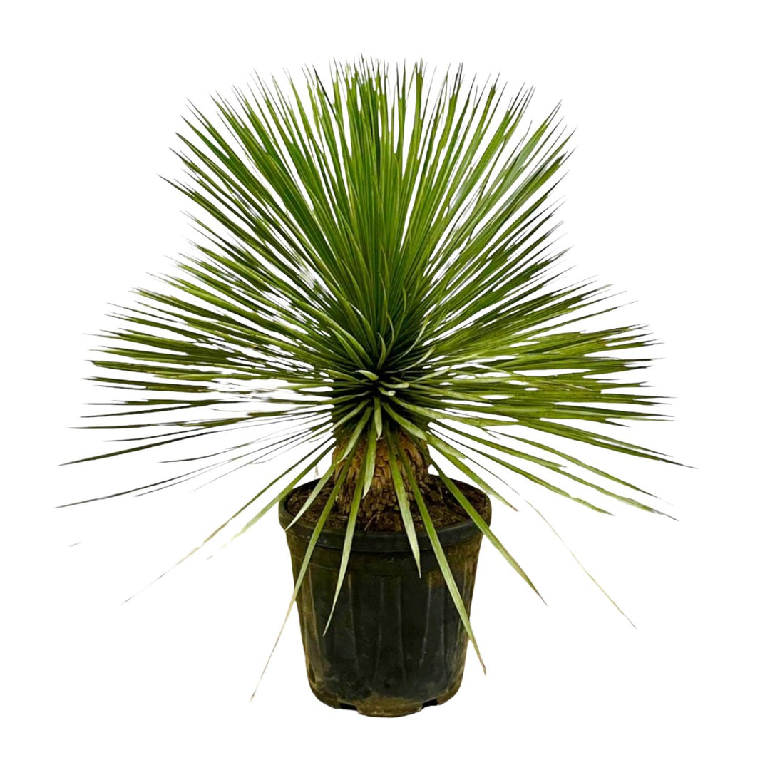 Yucca Rostrata auf Stamm – 70 cm – Ø27 – Blaue Palmlilie Outdoor