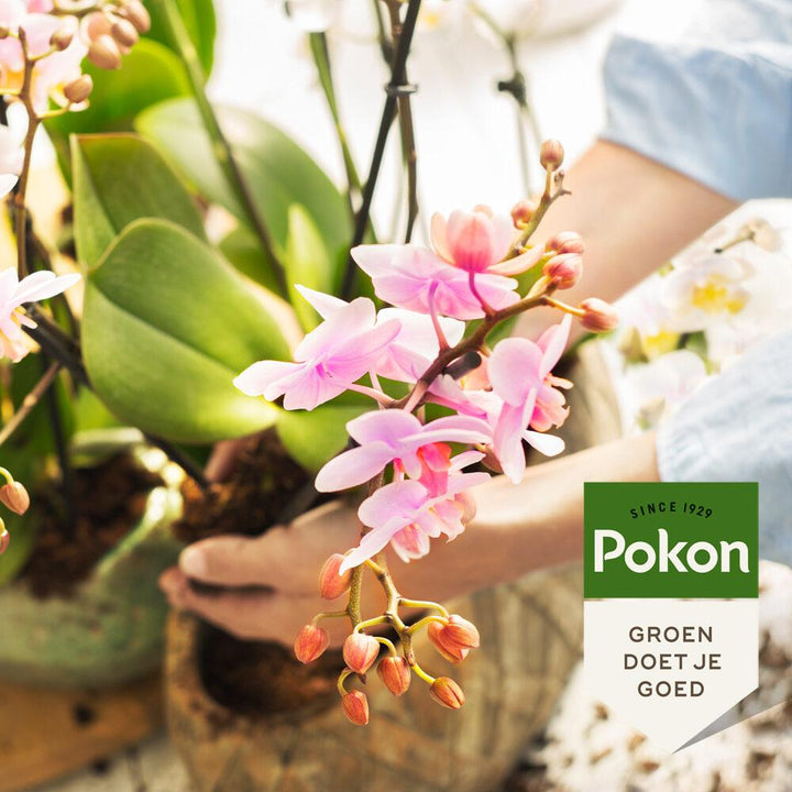 Pokon Bio Orchideendünger 250 ml - Pflanzenpflege