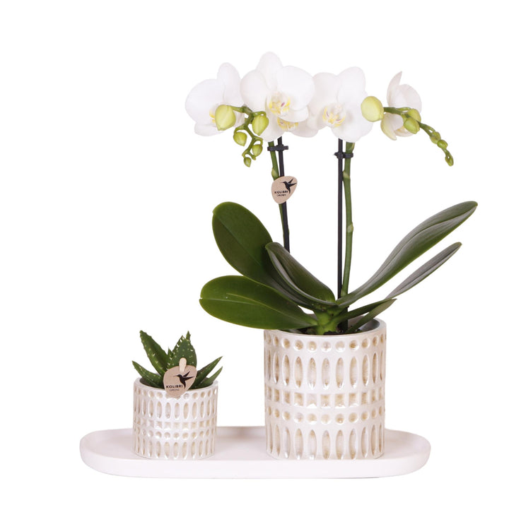 Pflanzenset Le Chic klein | Weiße Phalaenopsis Orchidee Amabilis und