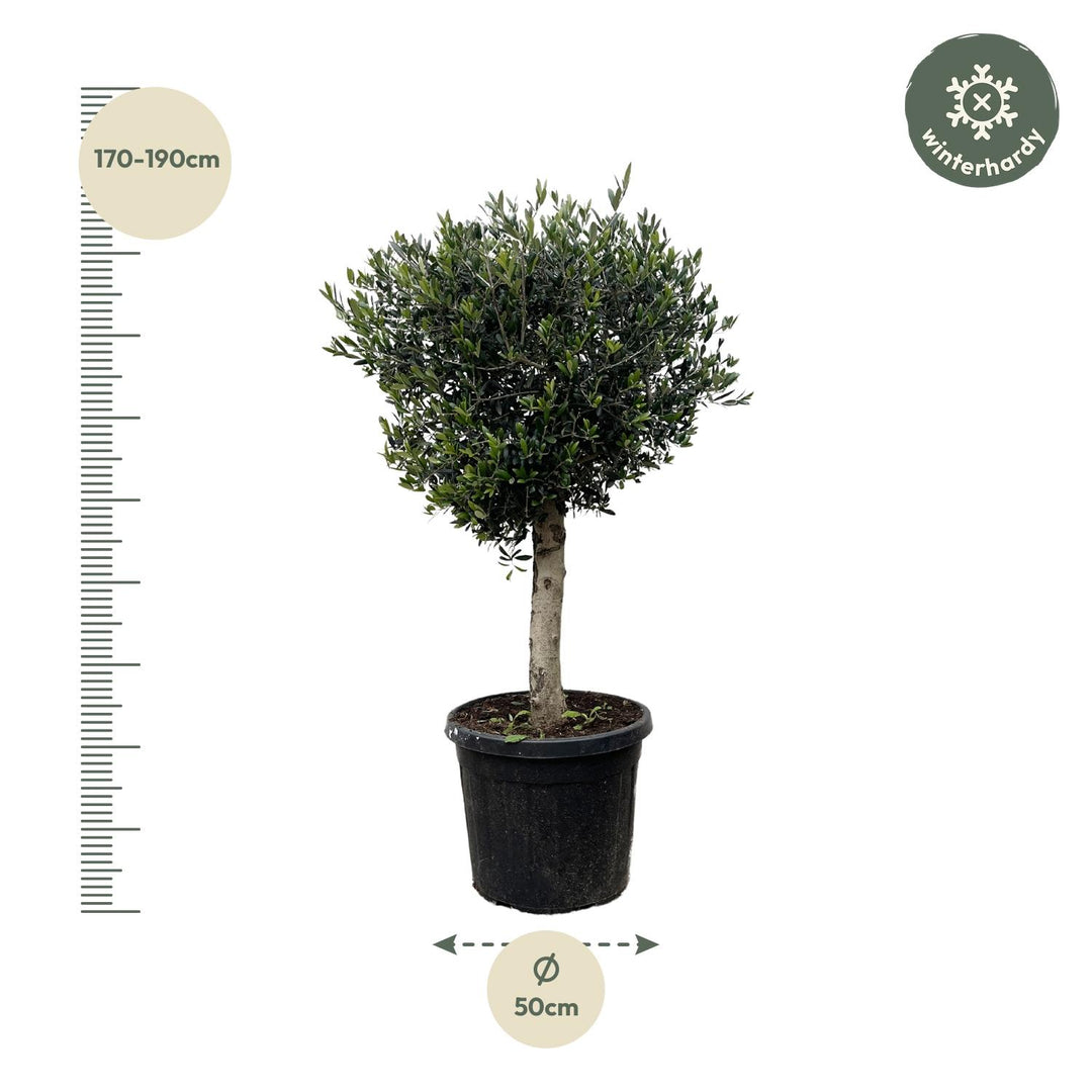 Olivenbaum Olea Europaea – 180cm | Große Freilandpflanze – Ø50