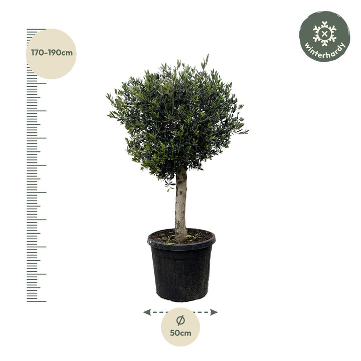 Olivenbaum Olea Europaea – 180cm | Große Freilandpflanze – Ø50