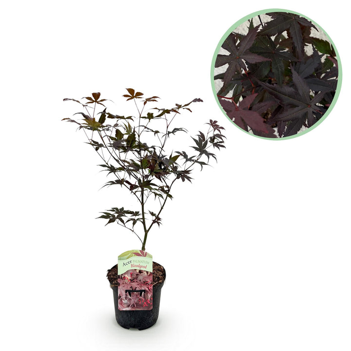 Japanischer Ahorn Bloodgood - Rot - 70cm - Acer Palmatum Outdoor