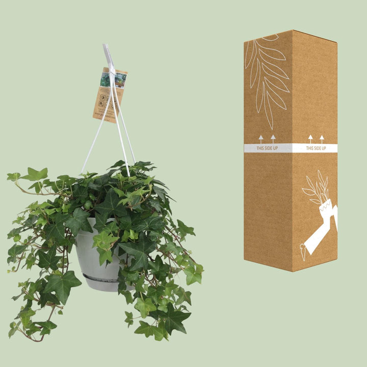 Efeu Grün - Hängetopf Weiß / Basic - Ø17cm - 50cm