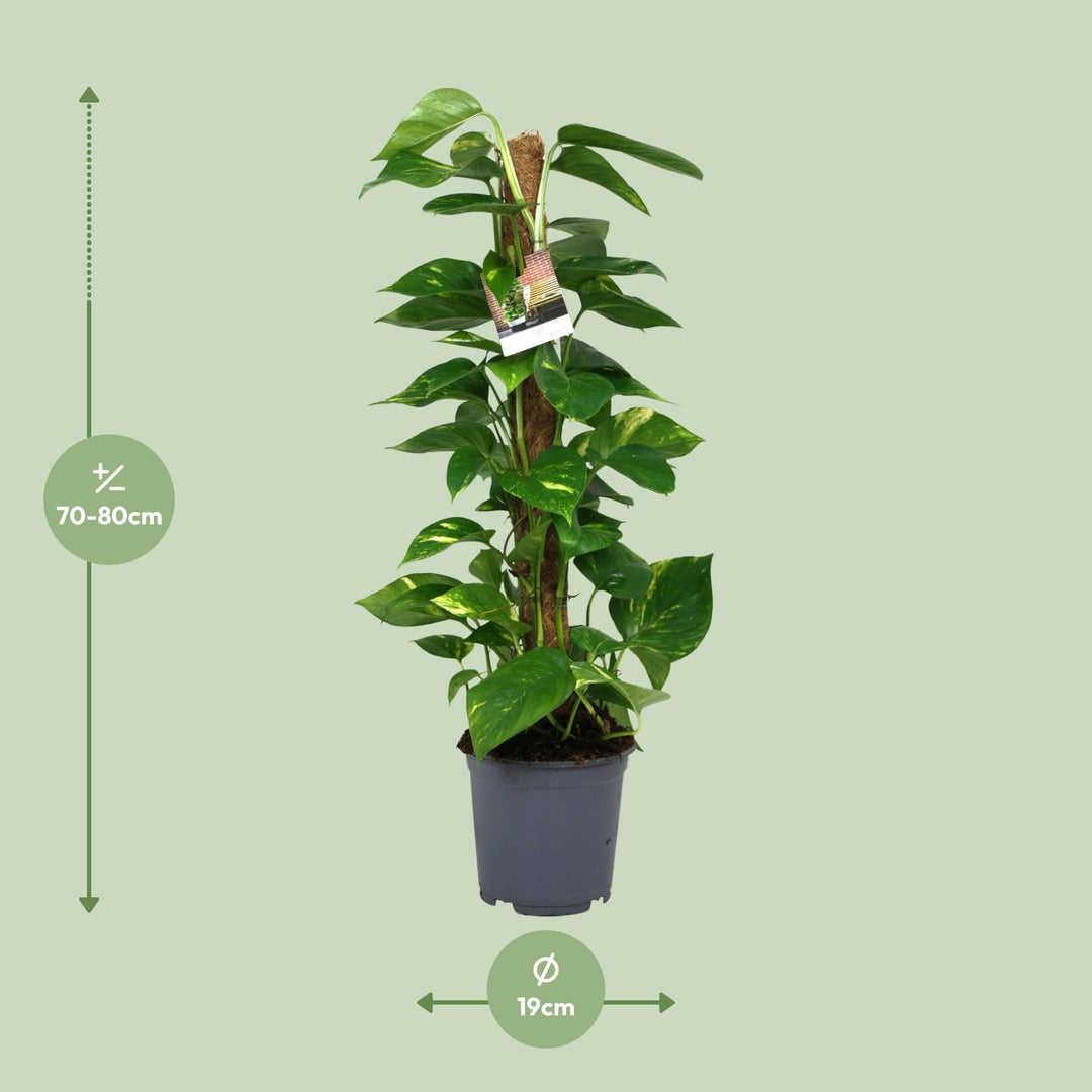 Scindapsus Epipremnum - Ø19cm - 80cm - Efeutute - Scindapsus Hängepflanze
