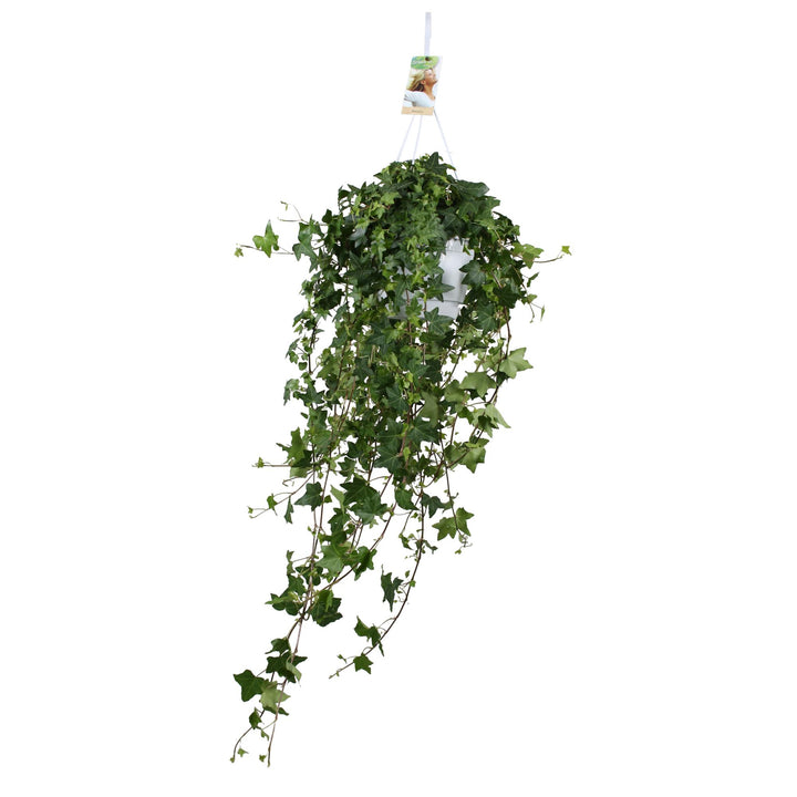 Hedera Helix Pittsburgh - Hängend/XXL - Ø17cm - 90cm - Efeu