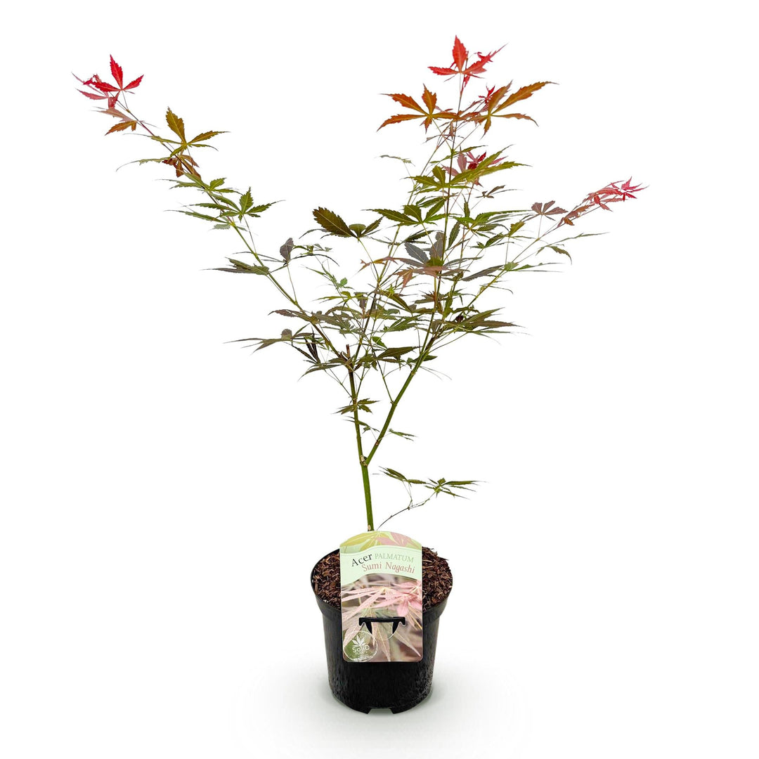 Japanischer Ahorn Sumi-nagashi - Rot - 70cm - Acer Palmatum Outdoor