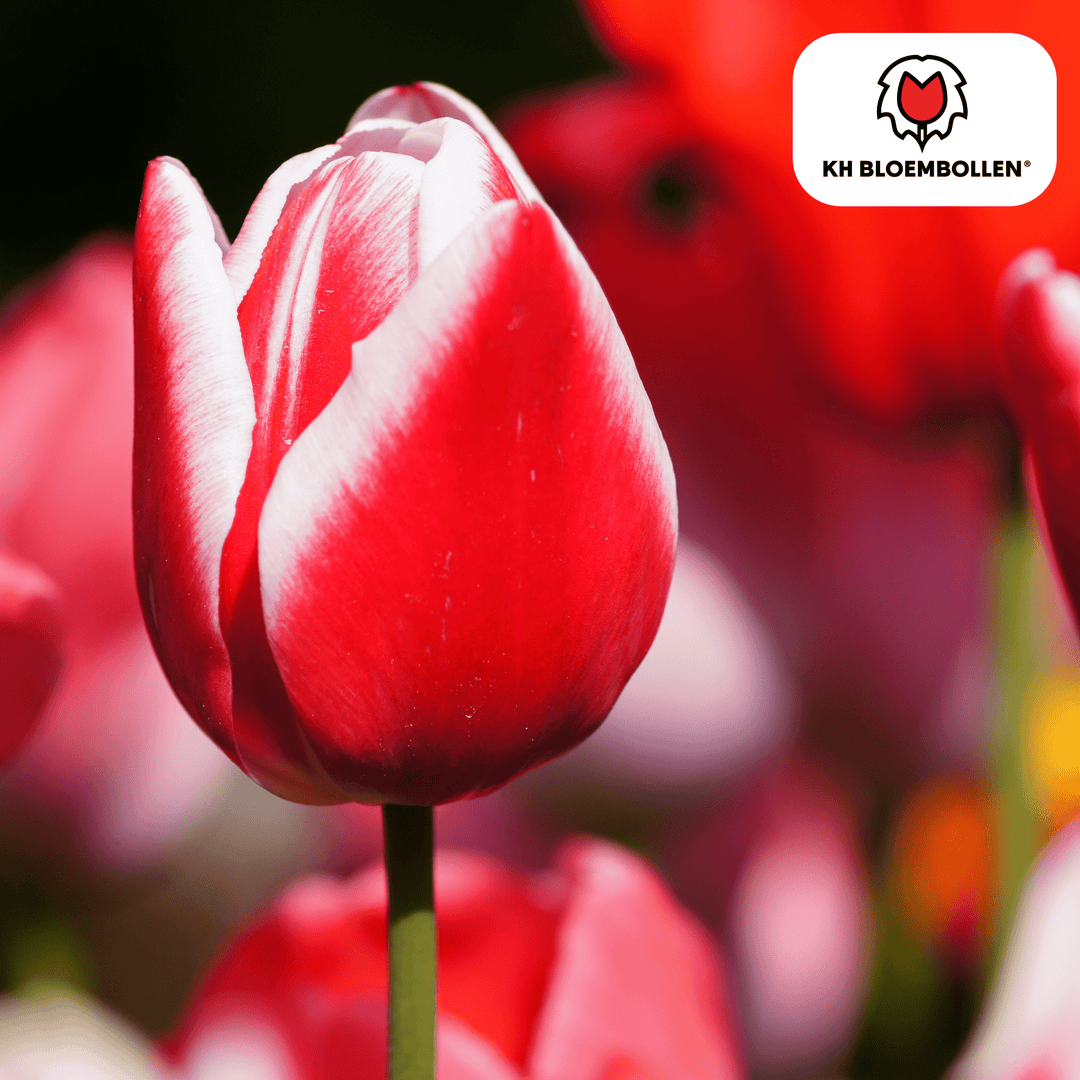 Tulpenzwiebeln Candy Apple Delight - 20 Stück - Ziertopf Zimmerpflanze