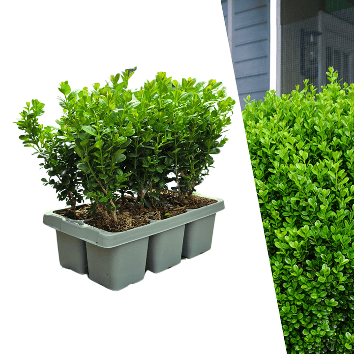 Buxus NewGen Freedom (kompakter Buchsbaum) – 15 cm – Palmbuchsbaum