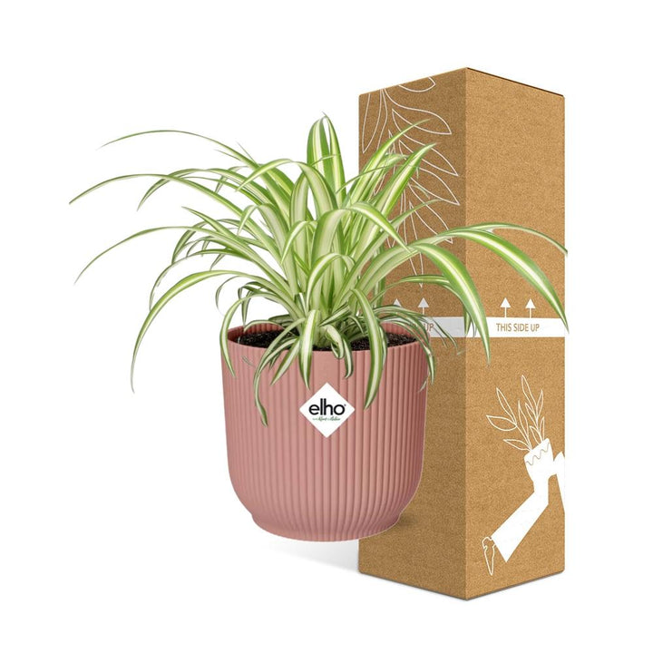 Grünlilie Chlorophytum Comosum in ELHO Vibes Fold Rosa – Ø14cm