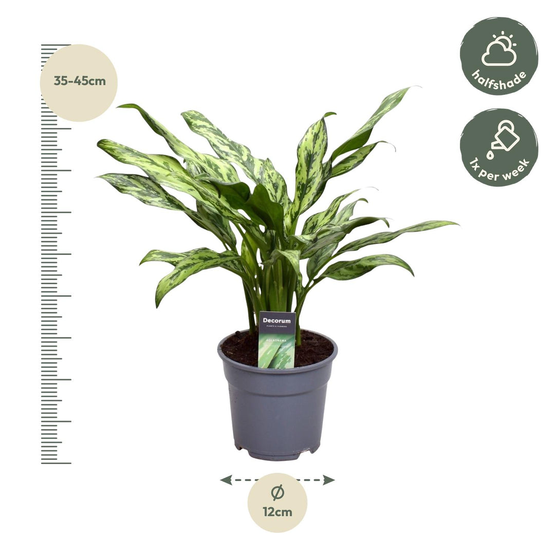 Aglaonema Juliette - 40 cm - ø12 - Kolbenfaden