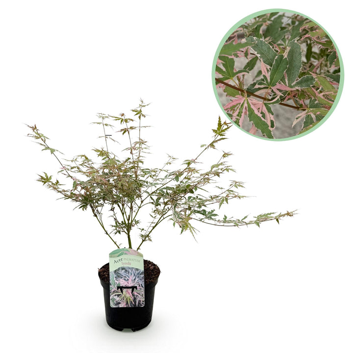 Japanischer Ahorn Lyoshi - Rosa - 70cm - Acer Palmatum Outdoor