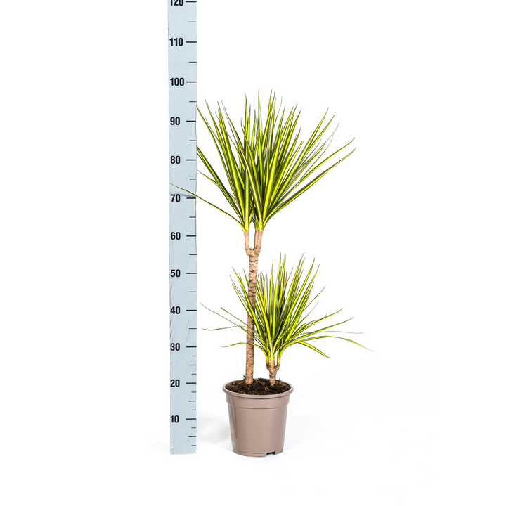 Dracaena Marginata Sunray Ø19cm - 80-100cm - Drachenbaum