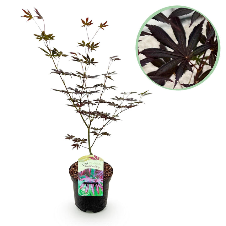 Japanischer Ahorn Trompenburg - Dunkelviolett - 70cm | Kaufen