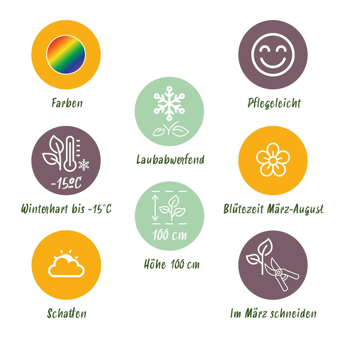 Staudenpaket – Schatten