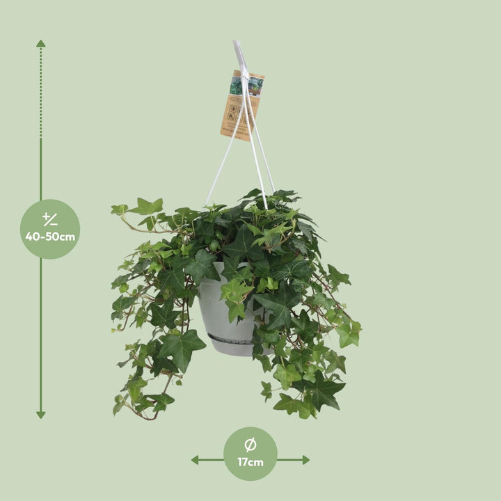 Efeu Grün - Hängetopf Weiß / Basic - Ø17cm - 50cm