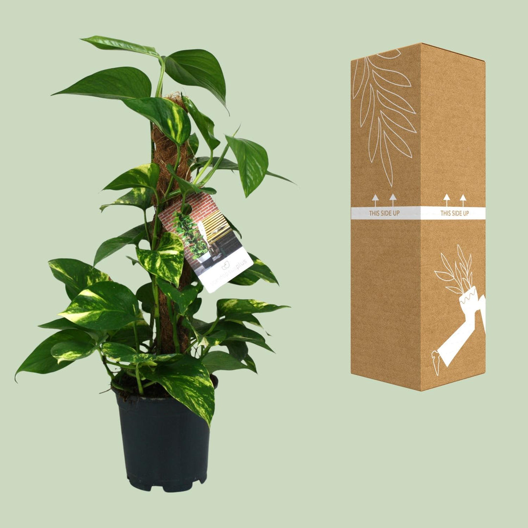 Scindapsus Epipremnum - Ø15cm - 50cm - Efeutute - Scindapsus Hängepflanze