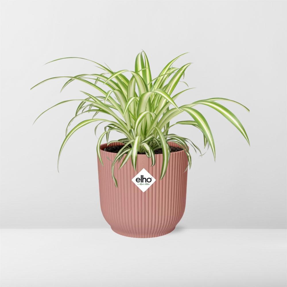 Grünlilie Chlorophytum Comosum in ELHO Vibes Fold Rosa – Ø14cm