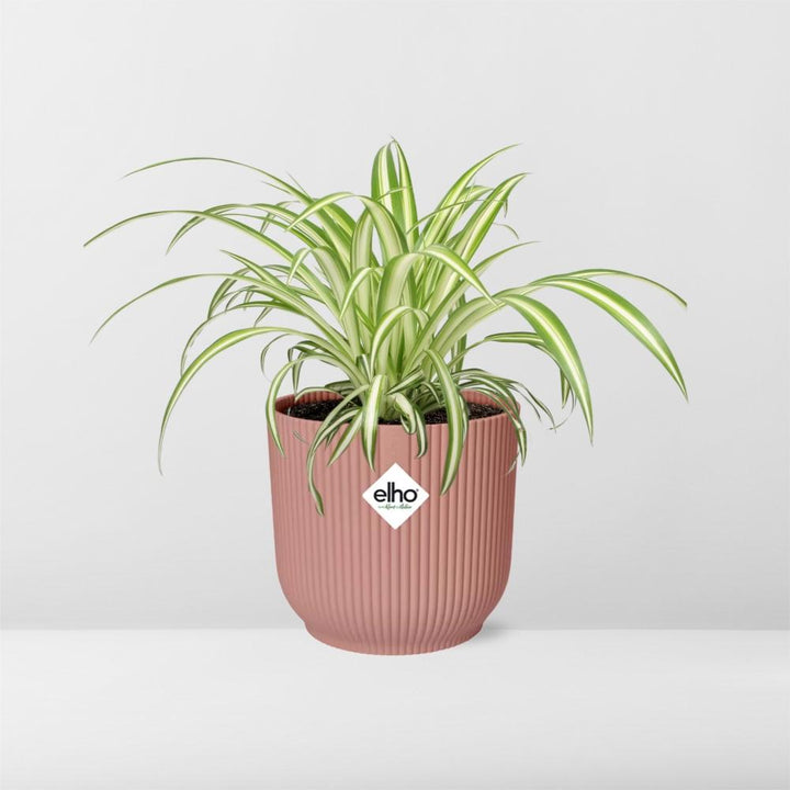 Grünlilie Chlorophytum Comosum in ELHO Vibes Fold Rosa – Ø14cm