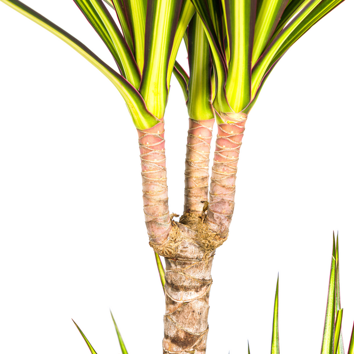 Dracaena Marginata Sunray Ø19cm - 80-100cm - Drachenbaum