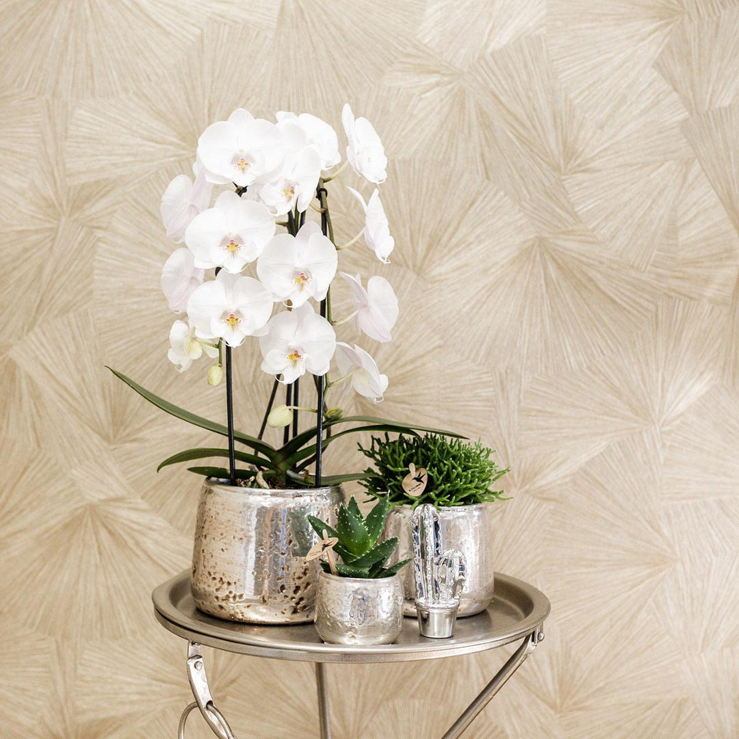 Niagara Fall Orchidee – Phalaenopsis-Orchidee