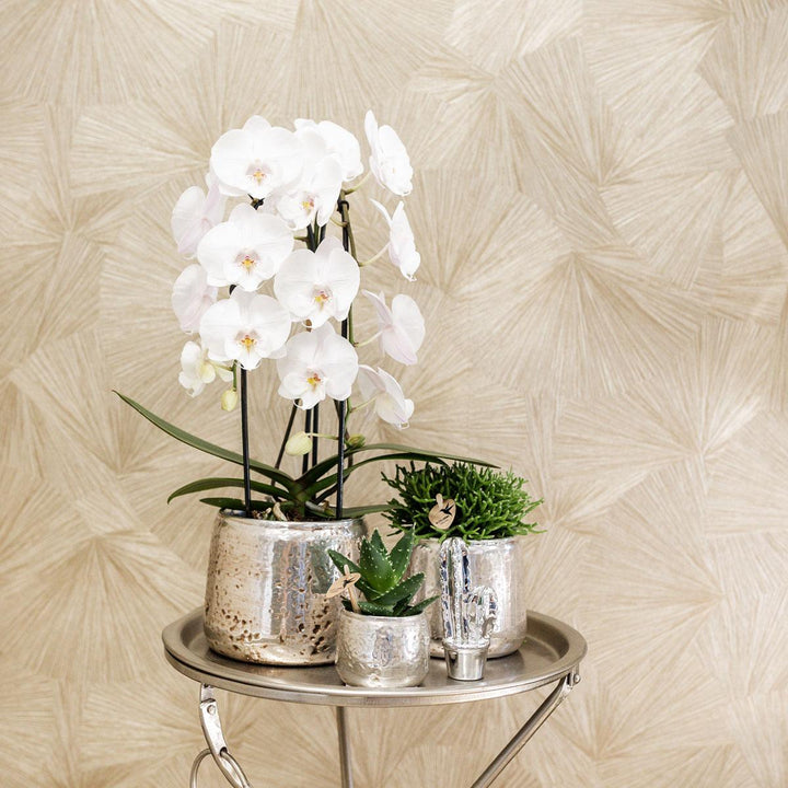 Niagara Fall Orchidee – Phalaenopsis-Orchidee