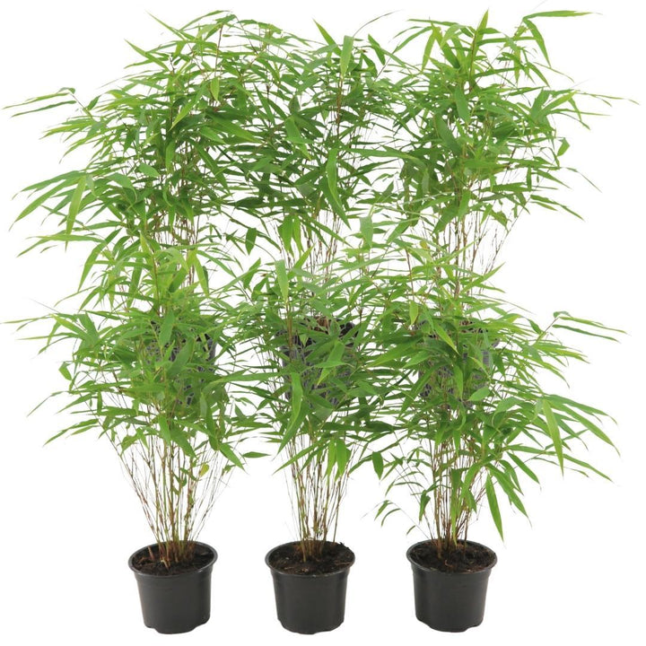 6x Fargesia Rufa - 25cm - Bambus - Gartenbambus Winterhart