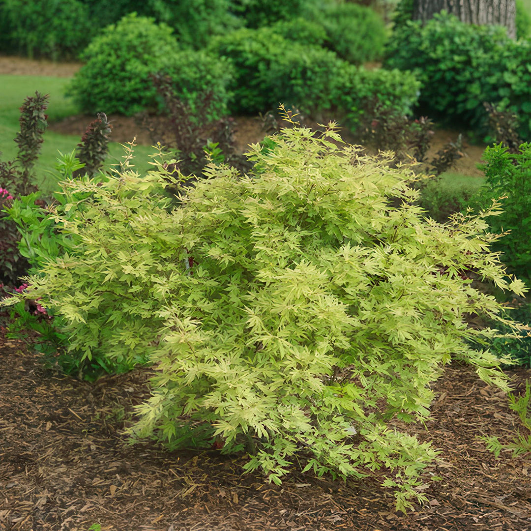 Japanischer Ahorn Metamorphosa - Grün - 70cm - Acer Palmatum Outdoor